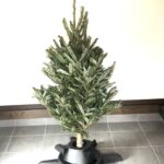 IKEAのもみの木でクリスマスツリー 【2022年】 購入の仕方