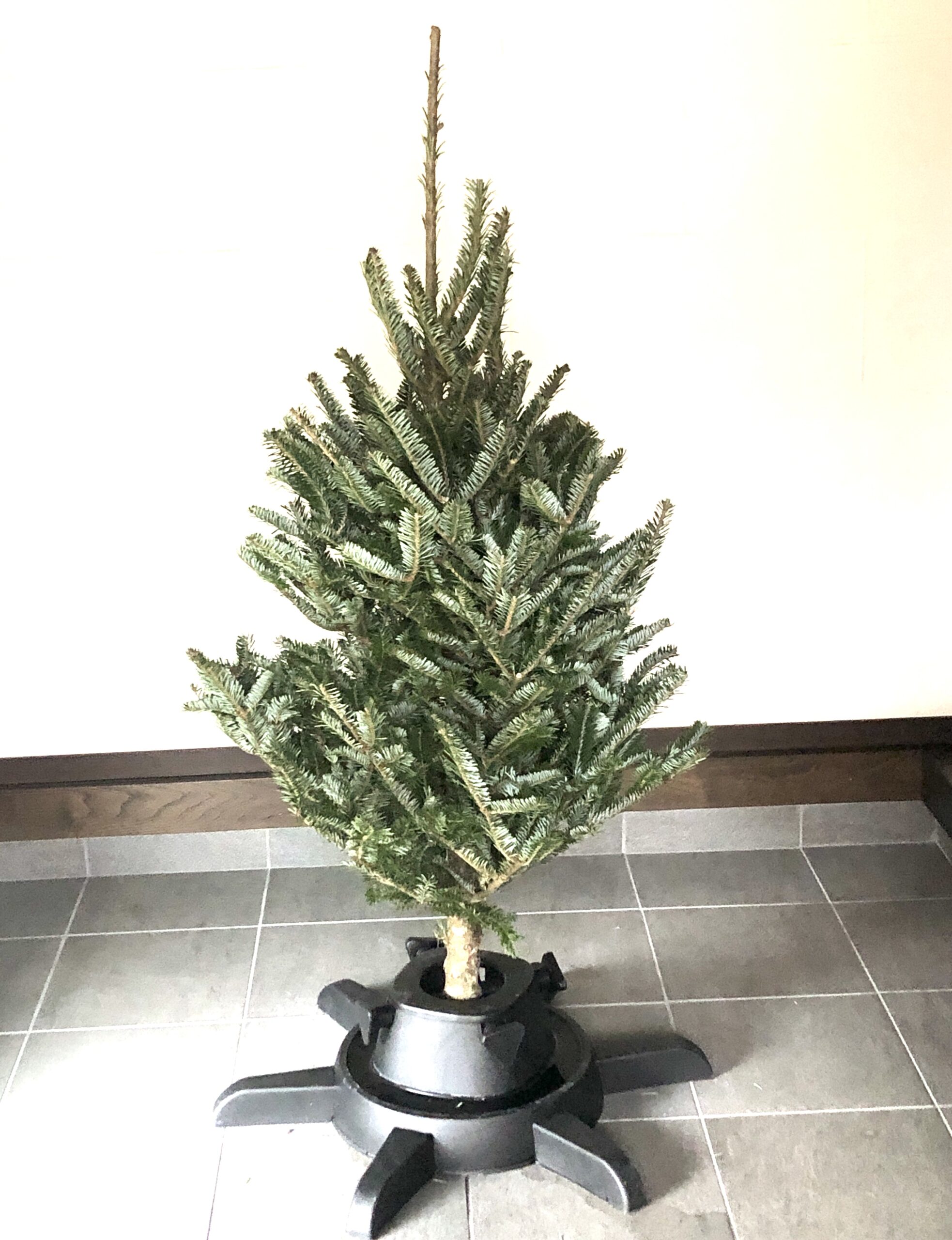 IKEAのもみの木でクリスマスツリー 【2022年】 購入の仕方