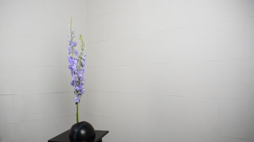 デルフィニウムを入れる 