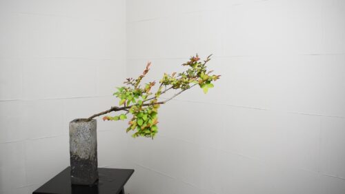 ナツハゼを入れる