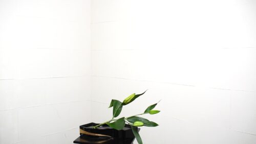 オリエンタルリリーを入れる