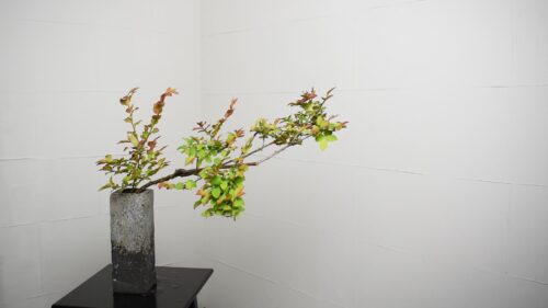 ナツハゼを重ねる