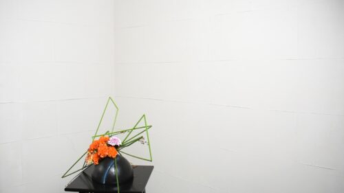 ピンポンマムを入れる