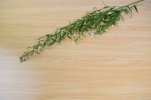 孔雀草