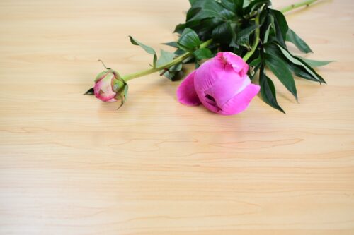 芍薬