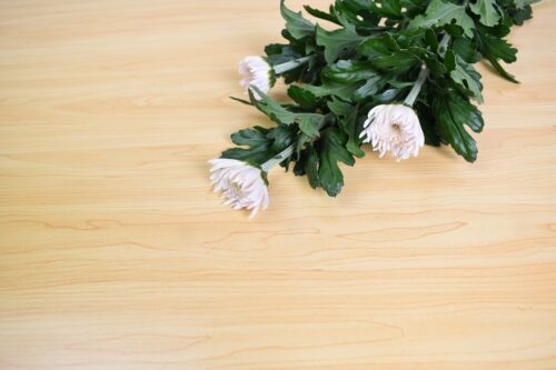 菊