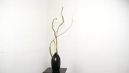 石化柳を入れる