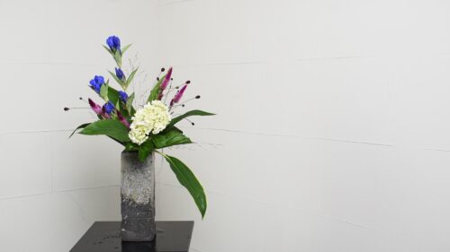 パニカムを入れる
