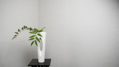 西洋イワナンテン
