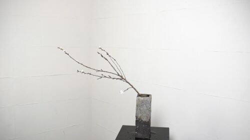 寒桜を入れる