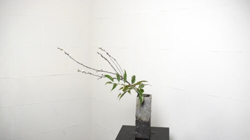 西洋イワナンテン