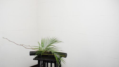 アレカヤシを入れる