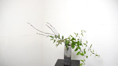 利休草