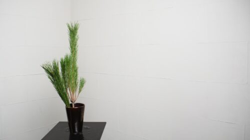 枝若松を入れる