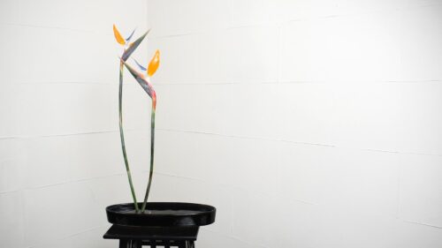 ストレリチアを入れる