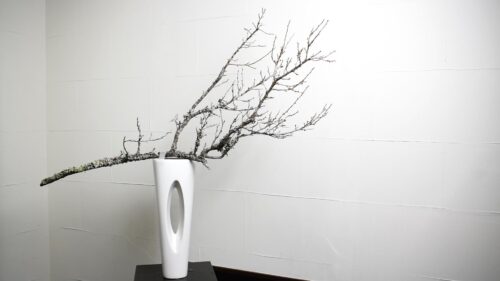 苔梅を置く