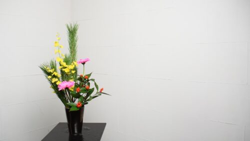 オンシジウムを入れる