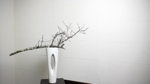 苔梅をカットする
