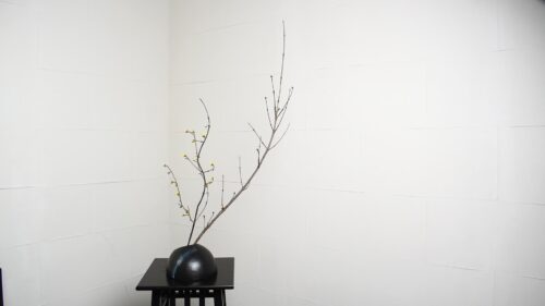 サンシュユを入れる