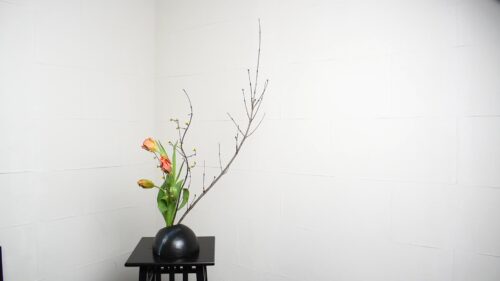 チューリップを入れる