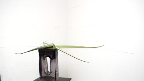 ニューサイランを入れる
