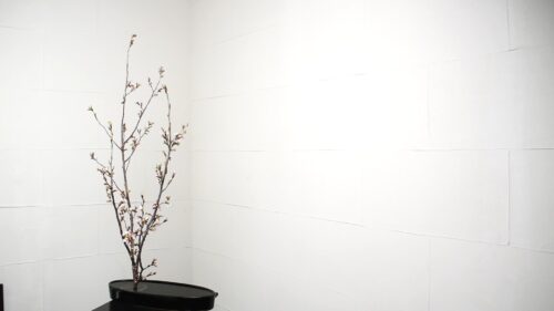 桜を入れる