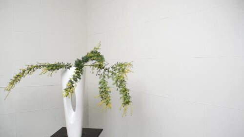 ミモザを入れる