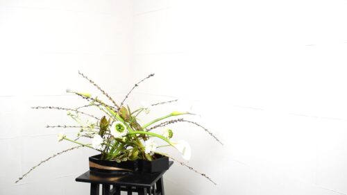 リューカデンドロン