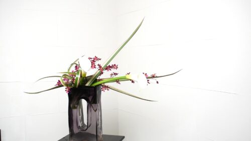 オンシジウムを追加する