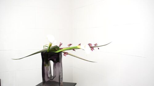 オンシジウムを入れる