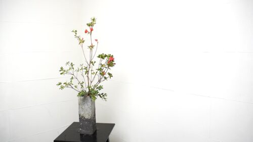ユーカリを入れる