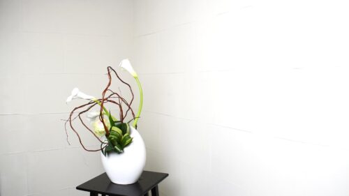ハランを入れる