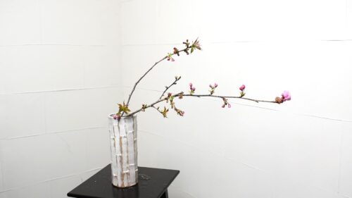 牡丹桜を入れる