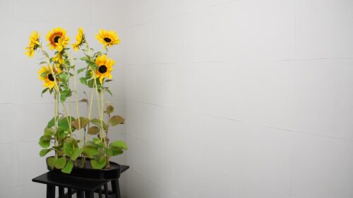 土佐水木を入れる