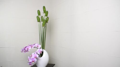 胡蝶蘭を入れる