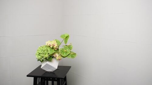 胡蝶蘭を入れる