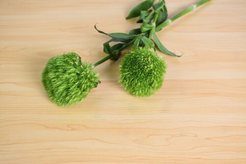 てまり草