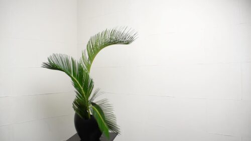 ソテツを入れる