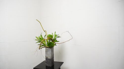 てまり草を入れる