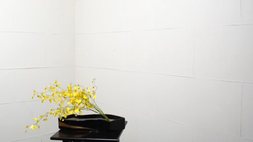 オンシジウムを入れる
