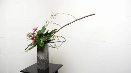 ヤツデを追加する