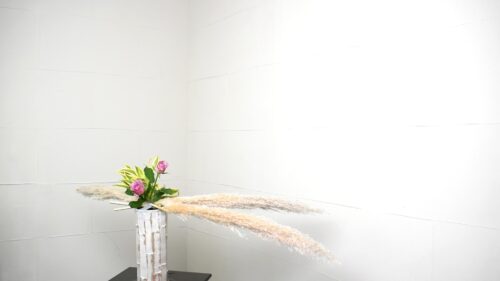 ドラセナを入れる