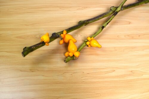 フォックスフェイス