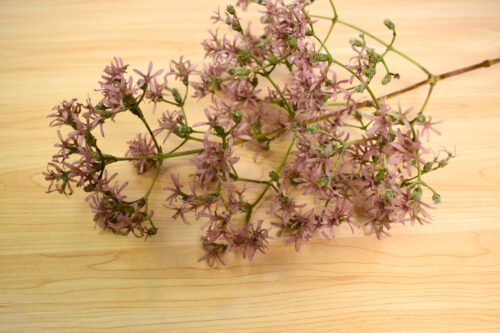 オータムライラック