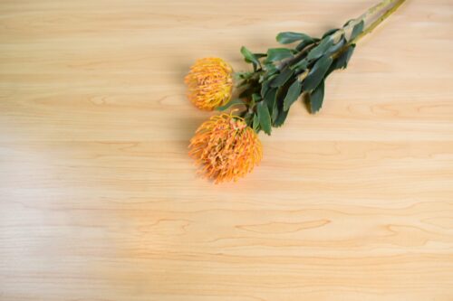 ピンククッション