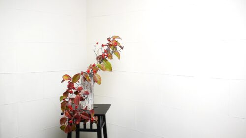 ハナミズキを入れる