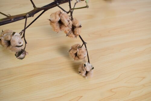 コットンフラワー 綿の花