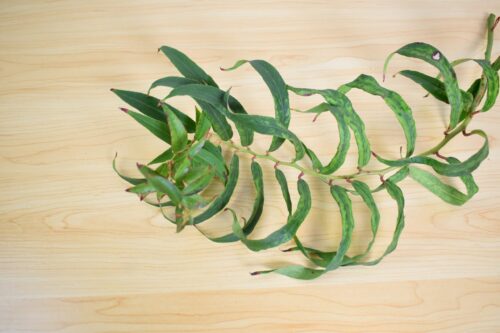 セイヨウイワナンテン