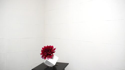 ダリアを入れる