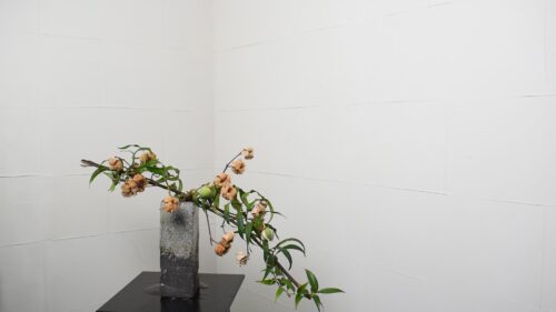 セイヨウイワナンテンを入れる